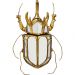 Украшение настенное Beetle Mirror 37см.