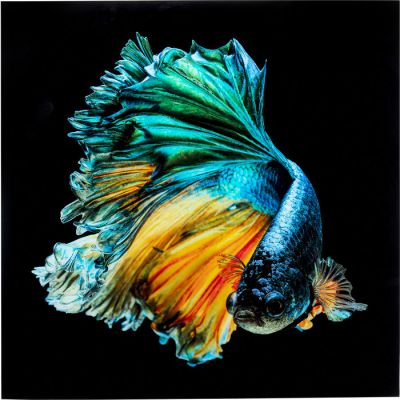 Картина на склі Aqua Queen Betta Fish 53084 у Києві купити kare-design меблі світло декор